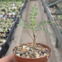 Boswellia neglecta Mutha, Kenya