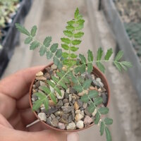 Boswellia neglecta Mutha, Kenya