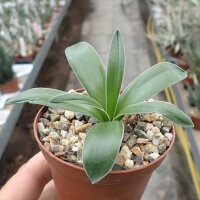 Drimia platyphylla