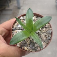 Drimia platyphylla