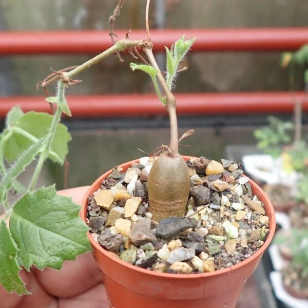 Cyphostemma adenocaule