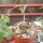 Cyphostemma adenocaule