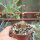 Cyphostemma adenocaule
