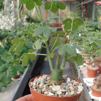 Adenia glauca