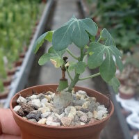 Adenia glauca