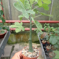 Adenia glauca