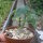 Adenia glauca