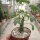 Adenia glauca