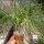 Bulbine fruticosa Blüte gelb