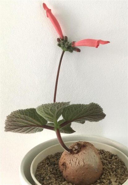 Sinningia iarae