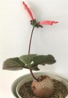 Sinningia iarae
