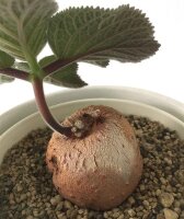 Sinningia iarae