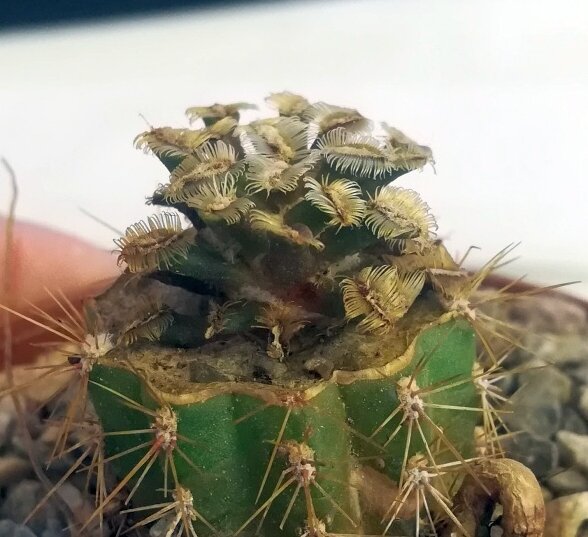 Mammillaria bertholdii Miahuatalan,  gepfr. not outside EU