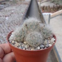 Mammillaria baumii
