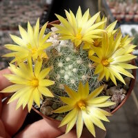 Mammillaria baumii
