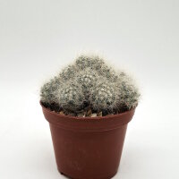 Mammillaria baumii