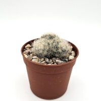 Mammillaria baumii