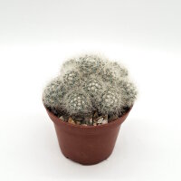 Mammillaria baumii