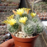 Mammillaria baumii
