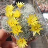 Mammillaria baumii