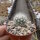 Mammillaria baumii