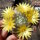 Mammillaria baumii