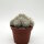 Mammillaria baumii