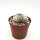 Mammillaria baumii