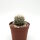 Mammillaria baumii