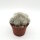 Mammillaria baumii
