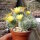 Mammillaria baumii