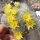 Mammillaria baumii
