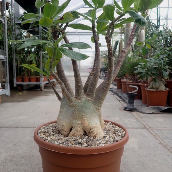 Adenium arabicum XL
