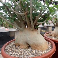Adenium arabicum XL