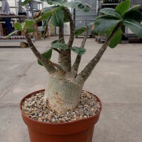Adenium arabicum XL