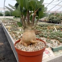 Adenium arabicum XL