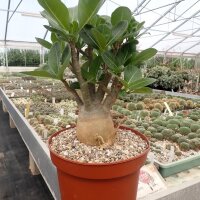 Adenium arabicum XL
