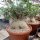 Adenium arabicum XL