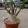 Adenium arabicum XL