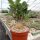 Adenium arabicum XL