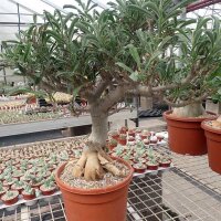Adenium swazicum XXL