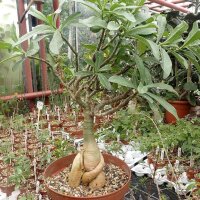 Adenium swazicum XXL