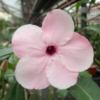 Adenium swazicum XXL