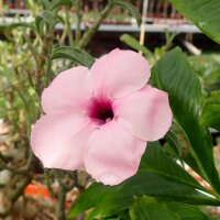 Adenium swazicum XXL