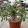Adenium swazicum XXL