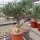 Adenium swazicum XXL