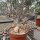 Adenium swazicum XXL