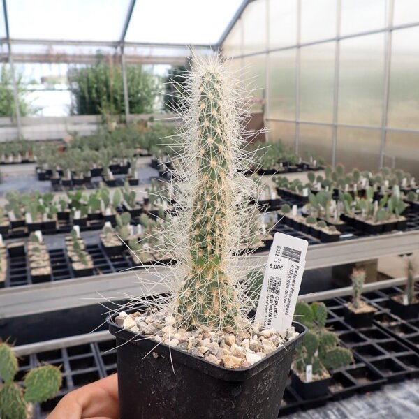 Opuntia diploursina Mead View, Arizona, 900m(dw)