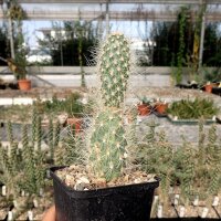 Opuntia diploursina Mead View, Arizona, 900m(dw)