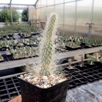 Opuntia diploursina Mead View, Arizona, 900m(dw)